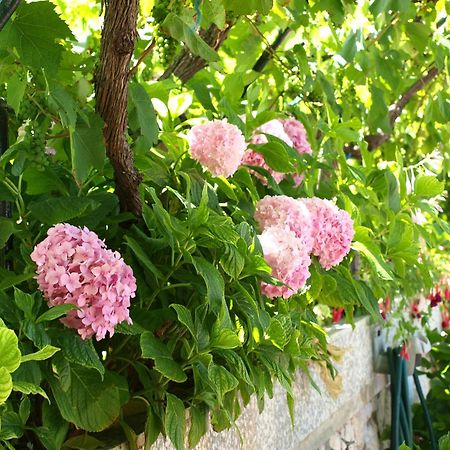 Alaburic Rooms & Apartment Mali Lošinj Eksteriør billede