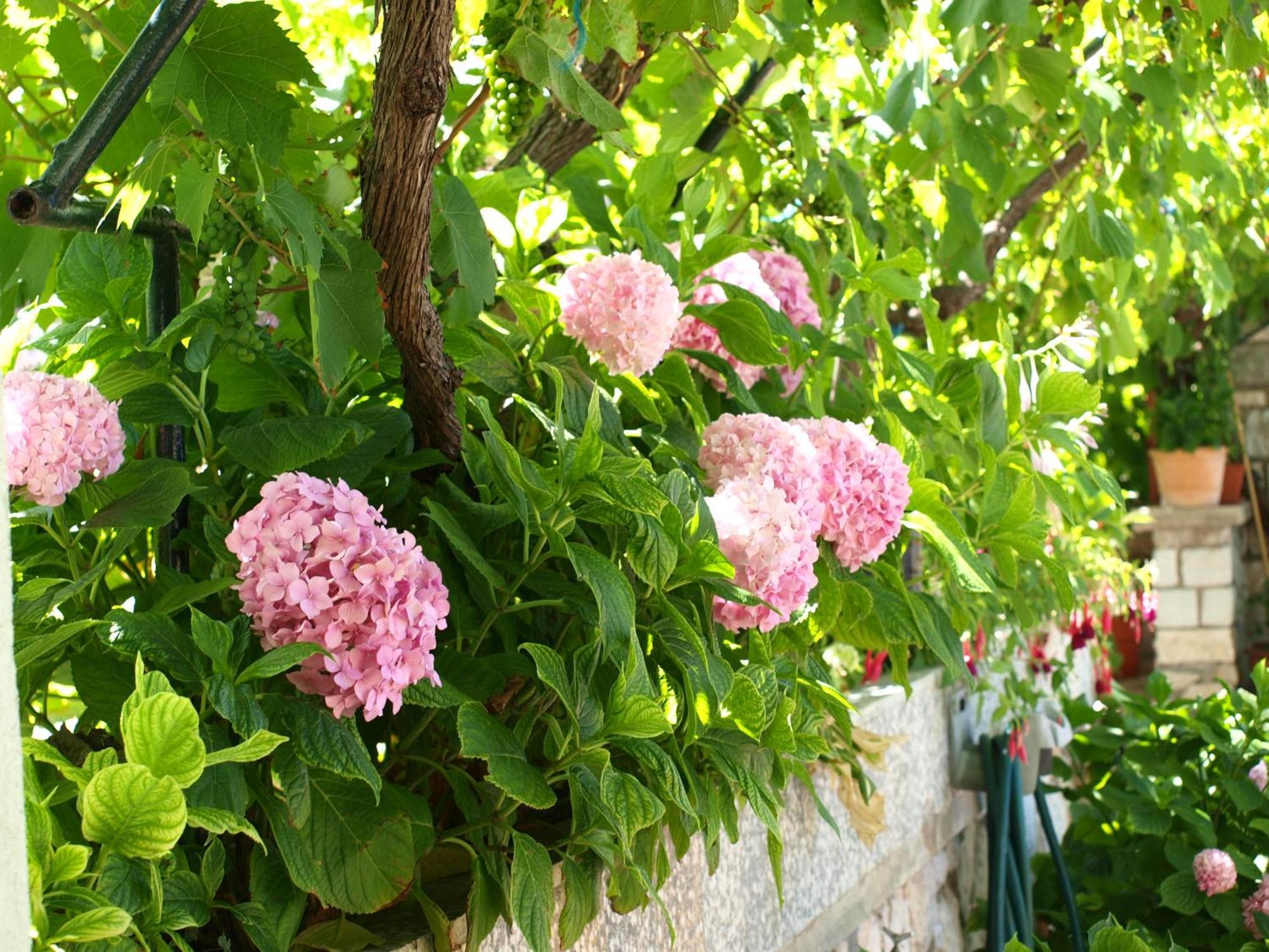 Alaburic Rooms & Apartment Mali Lošinj Eksteriør billede